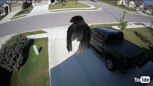 鳥 空中 浮遊 歩く