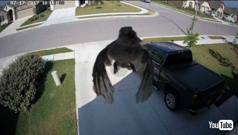 鳥 空中 浮遊 歩く