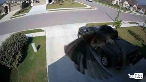 鳥 空中 浮遊 歩く