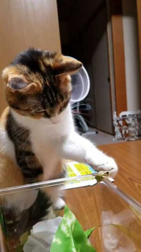 カエル 猫 優しい