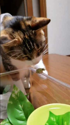 カエル 猫 優しい