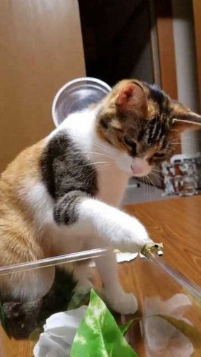カエル 猫 優しい