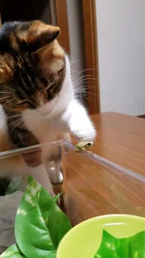 カエル 猫 優しい