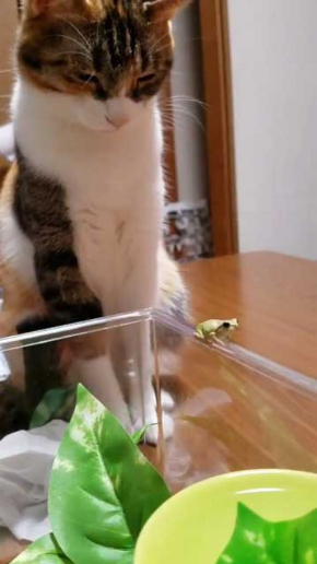 カエル 猫 優しい