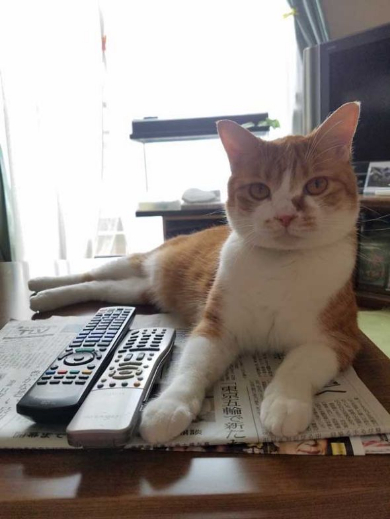 カエル 猫 優しい