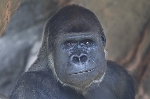 キングコングゴリラ