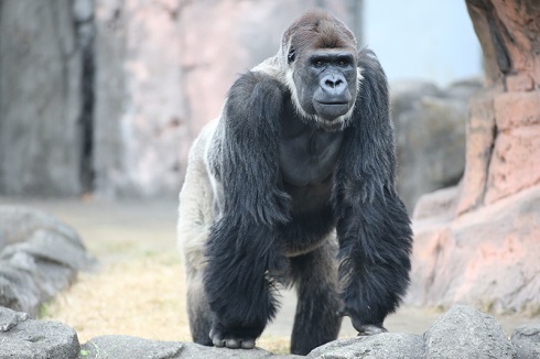 キングコングゴリラ