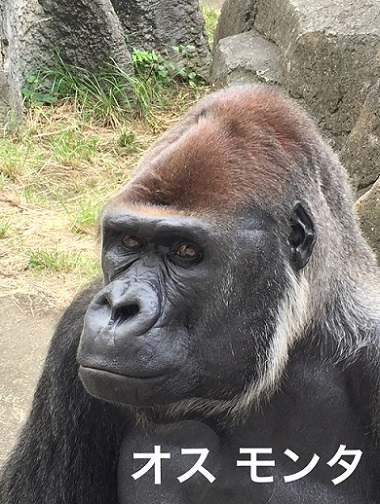 キングコングゴリラ