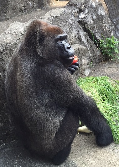 キングコングゴリラ