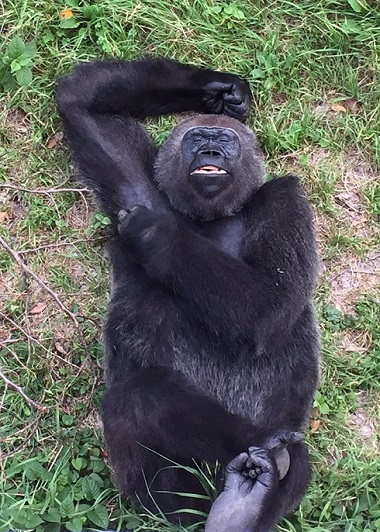 キングコングゴリラ
