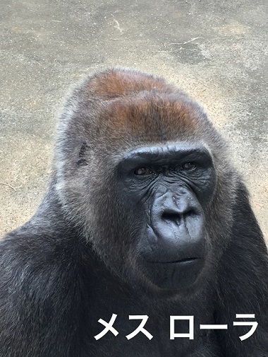 キングコングゴリラ