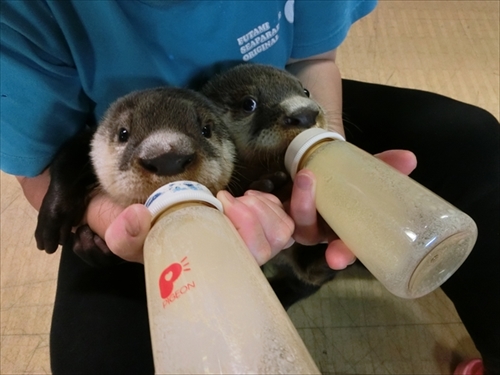 伊勢シーパラダイス　ツメナシカワウソ