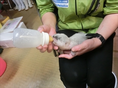 伊勢シーパラダイス　ツメナシカワウソ