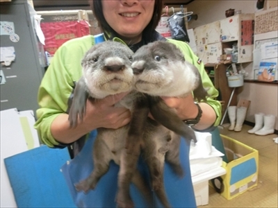 伊勢シーパラダイス　ツメナシカワウソ