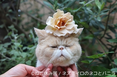 ねこ休み展
