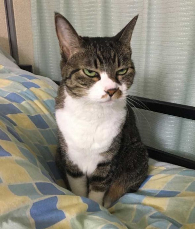 留守番猫