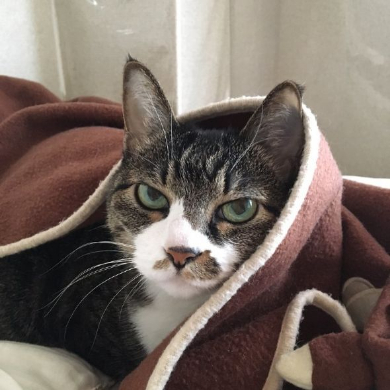 猫 留守番 表情 怒り ジト目