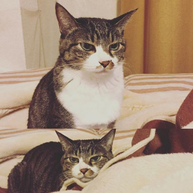 猫 留守番 表情 怒り ジト目