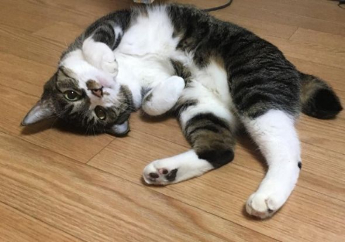 猫 留守番 表情 怒り ジト目