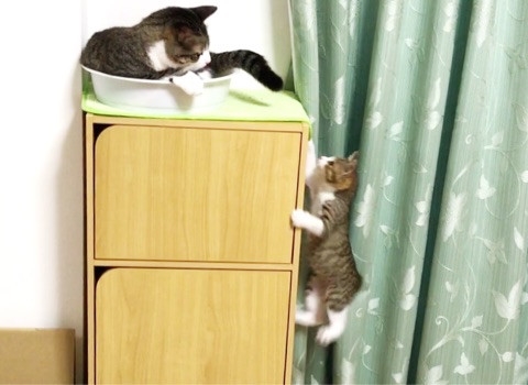 猫のすずめちゃん