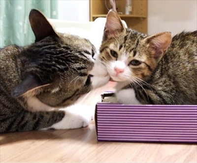 猫のすずめちゃん