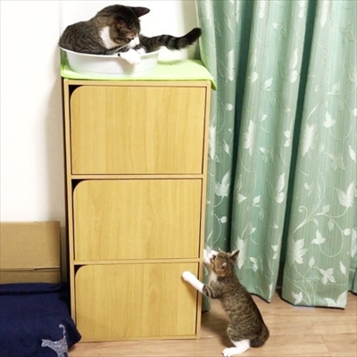 猫のすずめちゃん