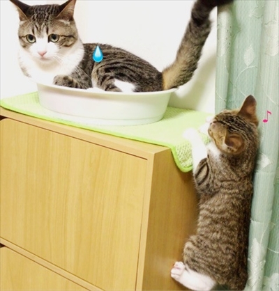 猫のすずめちゃん