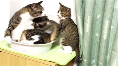 猫のすずめちゃん