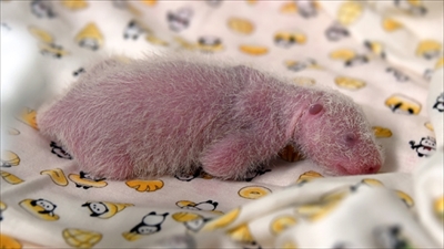 上野動物園パンダ