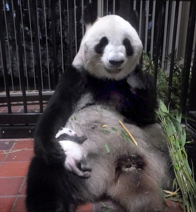 上野動物園パンダ