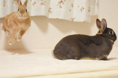 ウサギ 舞う ベッド 2羽