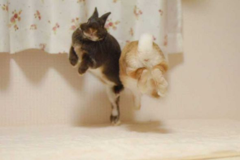 ウサギ 舞う ベッド 2羽