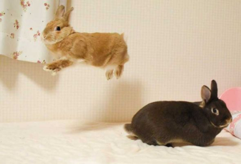 ウサギ 舞う ベッド 2羽