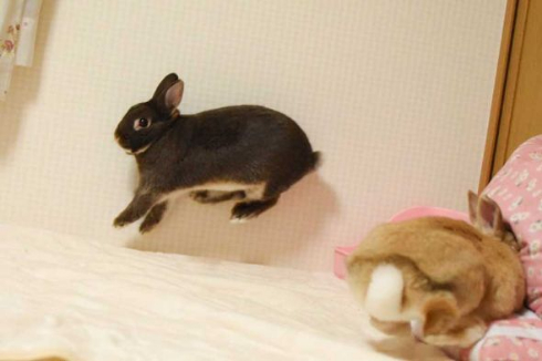 ウサギ 舞う ベッド 2羽