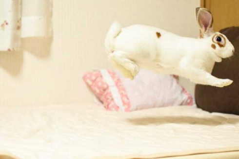 ウサギ 舞う ベッド 2羽
