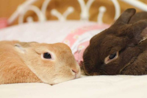ウサギ 舞う ベッド 2羽