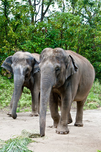 動物の最大移動速度