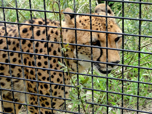 動物の最大移動速度