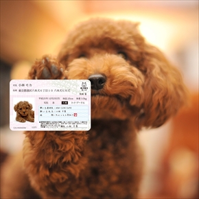 マイワンバーカード