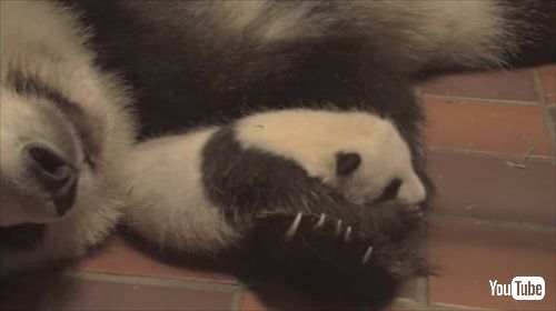 上野動物園ジャイアントパンダの赤ちゃん名前募集