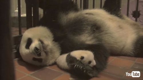 上野動物園ジャイアントパンダの赤ちゃん名前募集