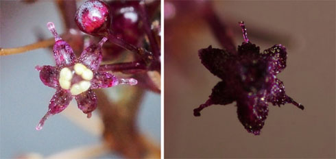 ホンゴウソウとの比較