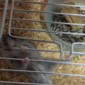 ハムスター 脱走 予想外 ゲージ