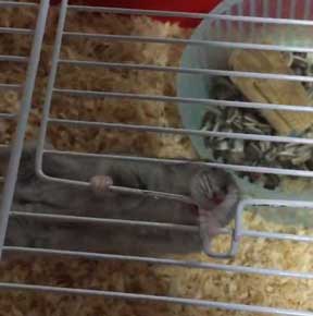 ハムスター 脱走 予想外 ゲージ