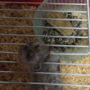 ハムスター 脱走 予想外 ゲージ