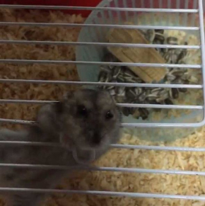 ハムスター 脱走 予想外 ゲージ