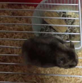 ハムスター 脱走 予想外 ゲージ