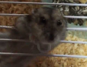 ハムスター 脱走 予想外 ゲージ