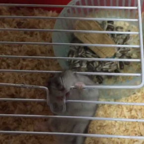 ハムスター 脱走 予想外 ゲージ