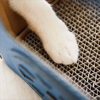 つめとぎ猫機関車